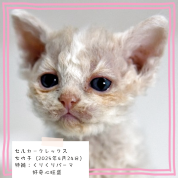 セルカークレックス【千葉県・女の子・2025年4月24日・クリーム&ホワイト（巻き強めのカールヘア）】の写真「くりくりパーマ🐈️　オンライン見学可能✨️」