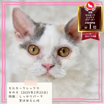 セルカークレックス【千葉県・女の子・2025年2月22日・ブルークリーム&ホワイトバン（巻き強めのカールヘア）】の写真「くりくりパーマ🐈️　オンライン見学可能✨️　」