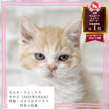 セルカークレックス【千葉県・女の子・2025年9月6日・クリームマッカレルタビー&ホワイト（緩めのカールヘア）】の写真「性格◎　ゴロスリ甘えん坊❤️　」