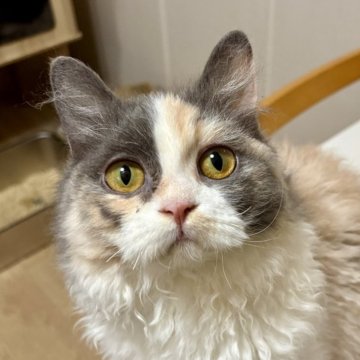 セルカークレックス【千葉県・女の子・2025年2月22日・ダイリュートキャリコ（カールヘア）】の写真「ふんわりパーマ🐈️　オンライン見学可能✨️」