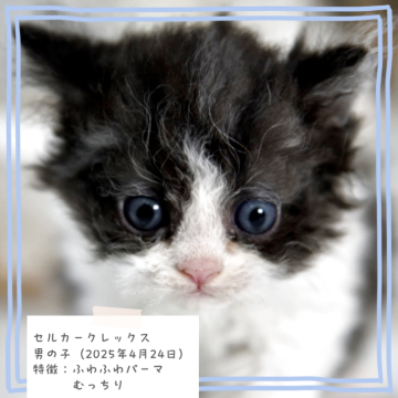 セルカークレックス【千葉県・男の子・2025年4月24日・ブラック&ホワイト（ふんわりカールヘア）】の写真「むっちりボディ🐈️　オンライン見学可能✨️」