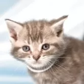 アメリカンショートヘア