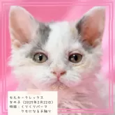 セルカークレックス