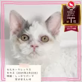 セルカークレックス