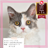 セルカークレックス