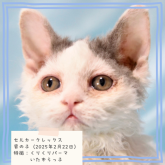 セルカークレックス