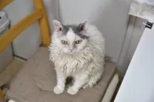 セルカークレックス【千葉県・男の子・2025年2月22日・ブルー&ホワイトバン】の写真4