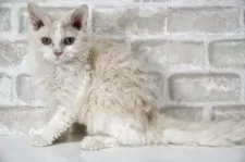 セルカークレックス【千葉県・女の子・2025年4月24日・クリーム&ホワイト】の写真4