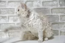 セルカークレックス【千葉県・女の子・2025年4月24日・クリーム&ホワイト】の写真5