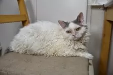 セルカークレックス【千葉県・男の子・2025年2月22日・ブルー&ホワイトバン】の写真6