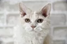 セルカークレックス【千葉県・女の子・2025年4月24日・クリーム&ホワイト】の写真2