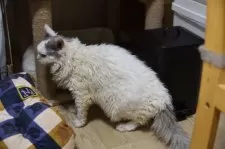 セルカークレックス【千葉県・男の子・2025年2月22日・ブルー&ホワイトバン】の写真9