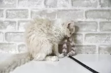 セルカークレックス【千葉県・女の子・2025年4月24日・クリーム&ホワイト】の写真9