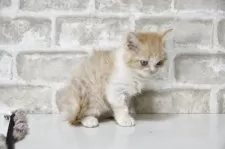 セルカークレックス【千葉県・女の子・2025年9月6日・クリームタビー&ホワイト】の写真5