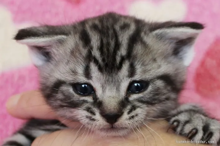 ID：1711-00078の子猫