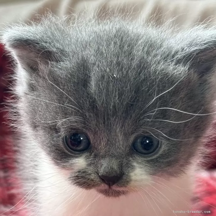 ID：2405-01657の子猫