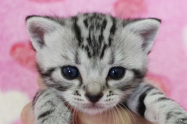 ハチ 様のお迎えした子猫