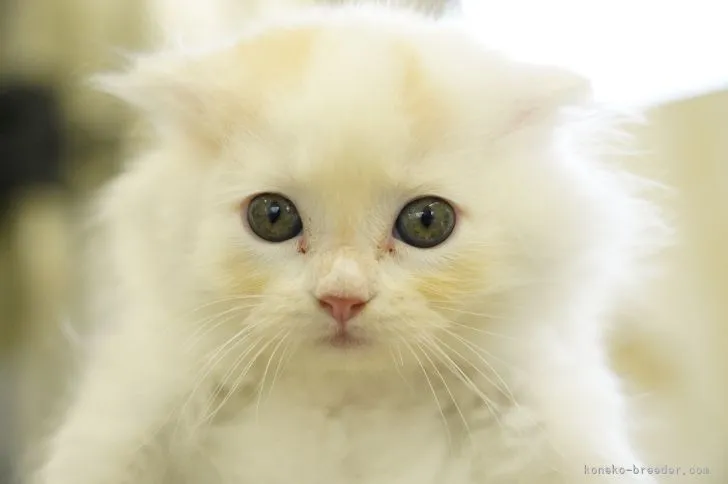 ID:2108-02302の子猫