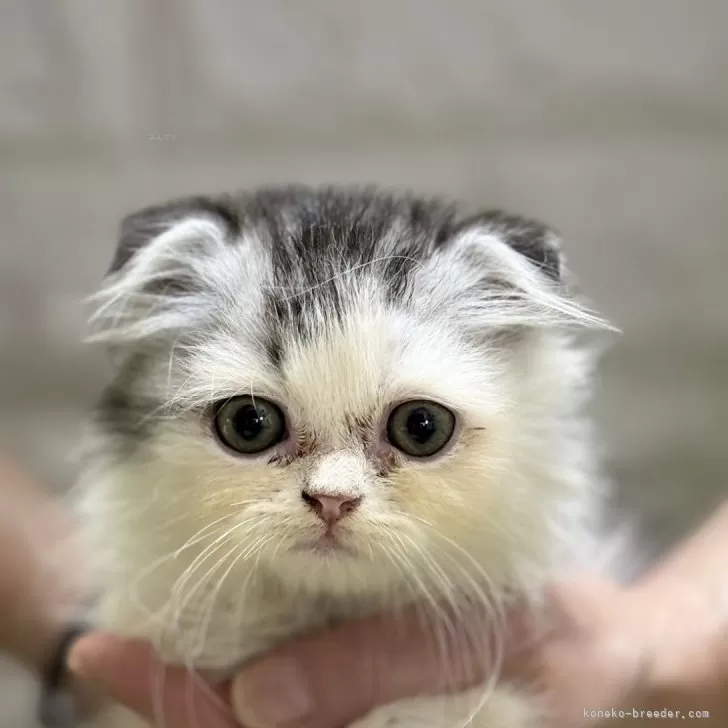 ID：2410-01323の子猫