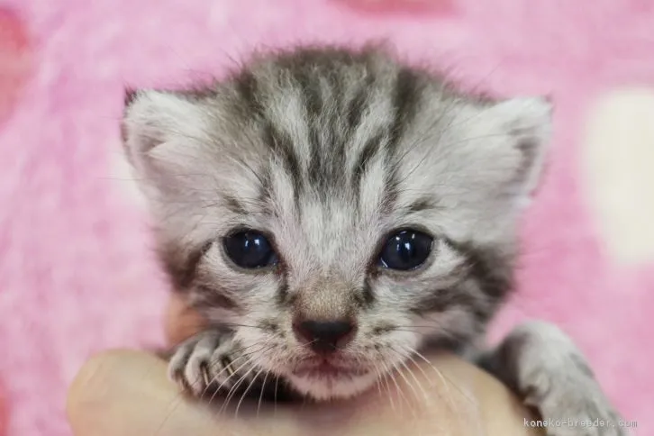 ID:1606-00969の子猫