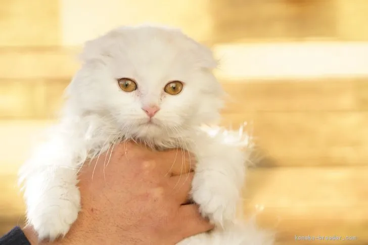 ID：2012-01560の子猫