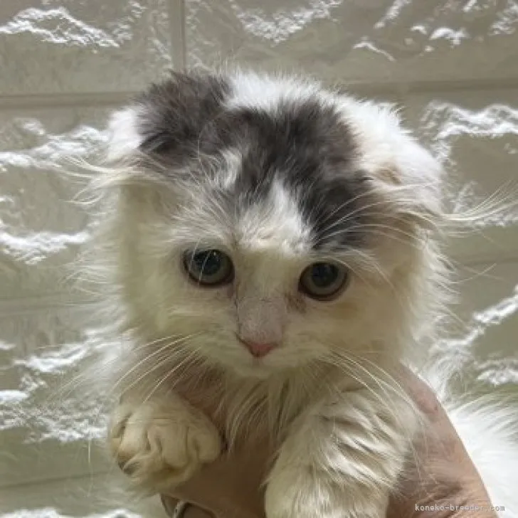 ID：2306-03371の子猫