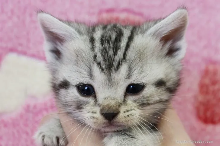 ID：1905-00709の子猫