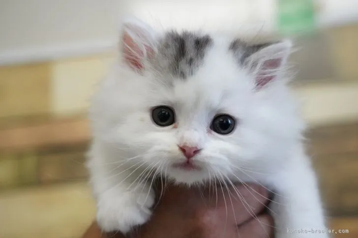 T.N 様のお迎えした子猫