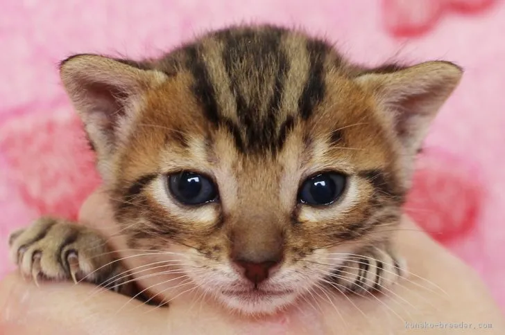ID:1704-01052の子猫