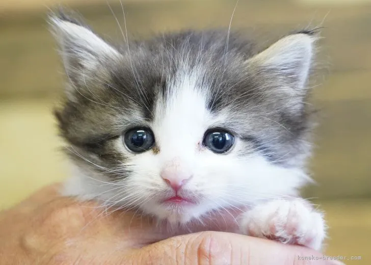 ID：2104-01277の子猫