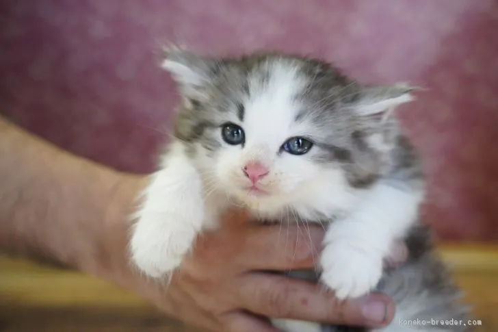 sai 様のお迎えした子猫
