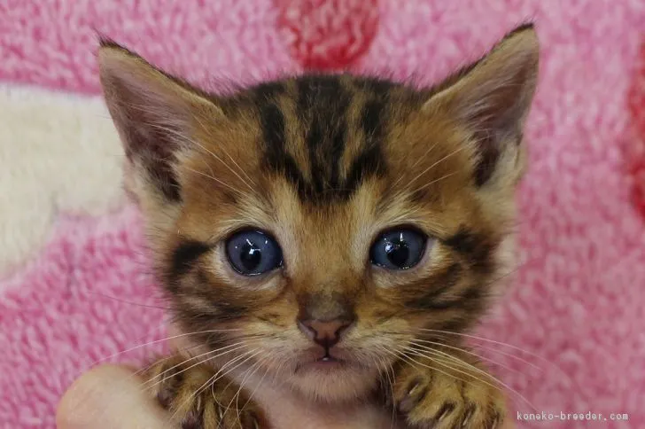 ID:1810-00716の子猫