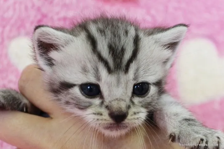 ID：1609-00016の子猫