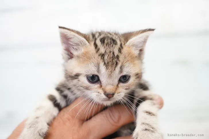 ID:2107-01552の子猫