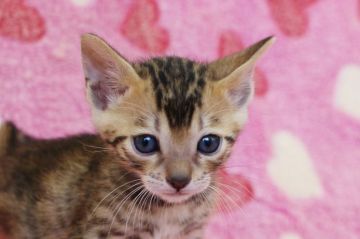 ベンガル【埼玉県・男の子・2015年3月25日・ブラウンスポテットタビー】の写真「元気いっぱいの子猫ちゃんです♪」