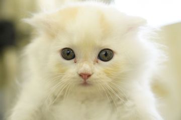 スコティッシュフォールド(折れ耳)【埼玉県・男の子・2021年7月30日・レッドタビー&ホワイト】の写真「ちょーかわいい❤️💕　9/22撮影」