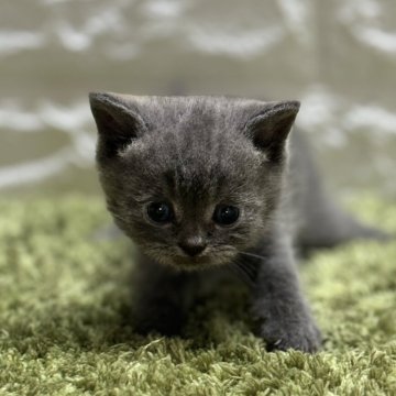 ブリティッシュショートヘア【埼玉県・男の子・2024年6月29日・ブルー】の写真「温厚なイケメン君」