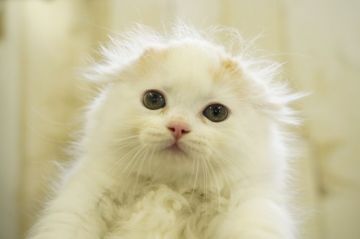 スコティッシュフォールド(折れ耳)【埼玉県・男の子・2021年7月30日・レッドタビー&ホワイト】の写真「ここまで可愛い子はなかなかですよ！9/22撮影」