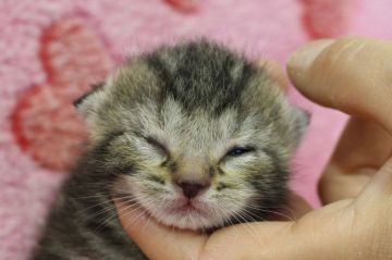 アメリカンショートヘア【埼玉県・男の子・2015年5月27日・シルバータビー】の写真「まだ、産まれてまもないです。」