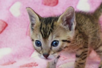 ベンガル【埼玉県・男の子・2015年3月25日・ブラウンスポテットタビー】の写真「元気いっぱいの子猫ちゃんです♪」