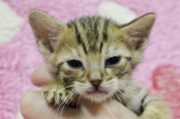 ベンガル【埼玉県・女の子・2015年10月7日・ブラウンスポテットタビー】の写真「元気いっぱいの子猫ちゃんです♪」