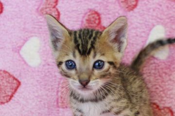ベンガル【埼玉県・男の子・2015年3月25日・ブラウンスポテットタビー】の写真「元気いっぱいの子猫ちゃんです♪」