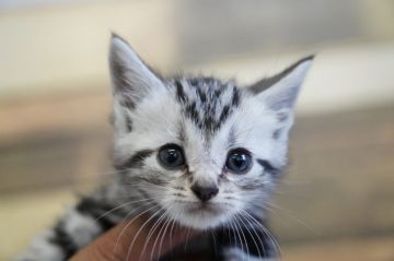 アメリカンショートヘア【埼玉県・男の子・2021年4月1日・シルバータビー】の写真「綺麗な柄　色の子です。」