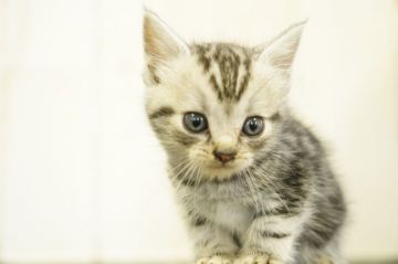 アメリカンショートヘア【埼玉県・男の子・2021年8月7日・シルバータビー】の写真「綺麗になってきました9/22撮影」