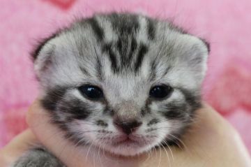 アメリカンショートヘア【埼玉県・男の子・2016年3月22日・シルバータビー】の写真「おめめパッチリで可愛いですよ♪」