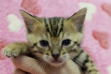 ベンガル【埼玉県・男の子・2015年10月7日・ブラウンスポテットタビー】の写真「元気いっぱいの子猫ちゃんです♪」