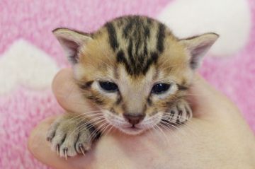 ベンガル【埼玉県・男の子・2015年8月3日・ブラウンスポテットタビー】の写真「元気いっぱいの子猫ちゃんです♪」