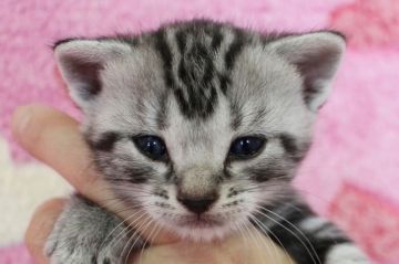 アメリカンショートヘア【埼玉県・男の子・2016年8月8日・シルバータビー】の写真「元気いっぱいの男の子です!!」