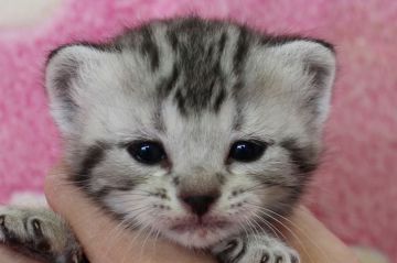 アメリカンショートヘア【埼玉県・女の子・2018年3月12日・シルバータビー】の写真「毛色が少し白っぽいですよ♪」