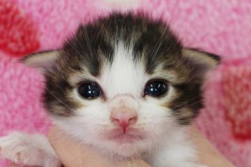 ノルウェージャンフォレストキャット【埼玉県・男の子・2017年4月5日・ブラウンタビー&ホワイト】の写真「とっても可愛いですよ♪」